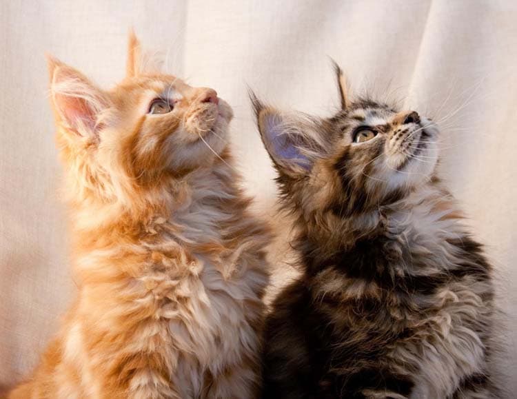 Portée Portée automne 2025 - Élevage Les gardiens de la galaxie