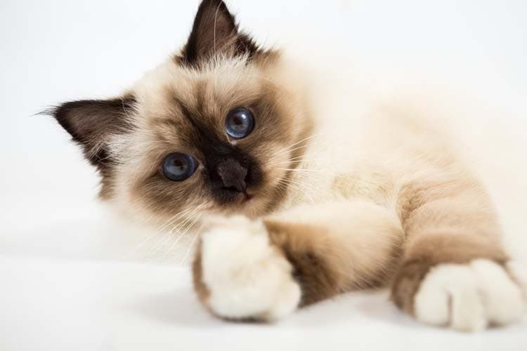 Merlin - Reproducteur - Élevage Les gardiens de la galaxie